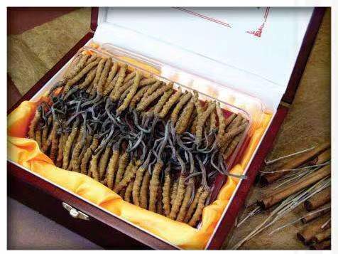 宾县冬虫夏草回收